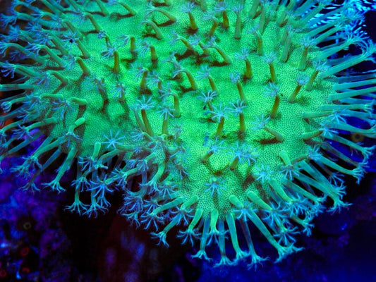 The Story of our Green Stardust Leather Coral - Reef Gardener