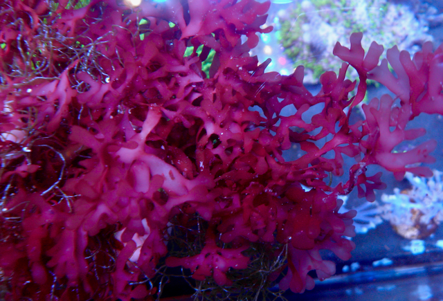 Crazy Clams - Reef Gardener