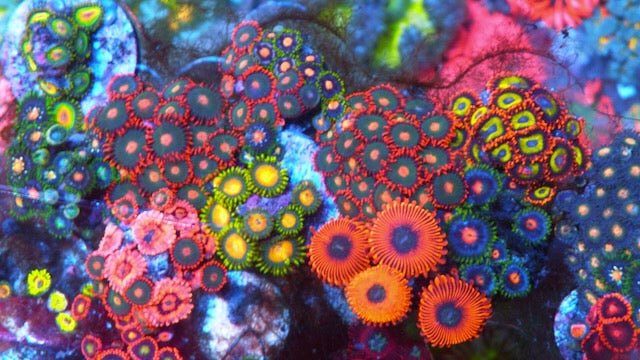 Corals for $35 and Under - Reef Gardener
