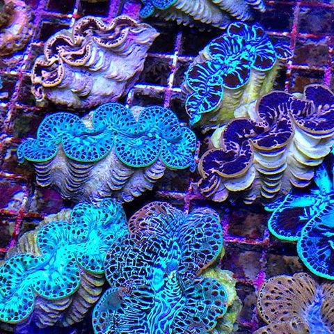 Crazy Clams - Reef Gardener