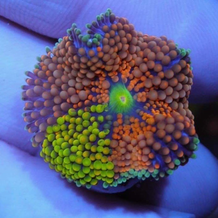 Ricordea Mushrooms Yuma - Reef Gardener