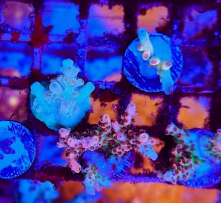 Stephen's Golden Delight Acropora loripes SPS Coral Reef Aquarium 2 - Reef Gardener