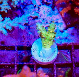 Sexy Corals Orange Passion Acropora Coral Reef Aquarium Fish Tank SPS - Reef Gardener