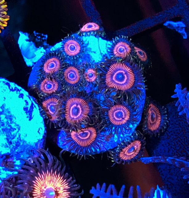 Hypnotic Cherries Red Zoanthids Coral Reef Aquarium Fish Tank 2 - Reef Gardener