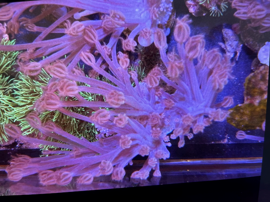 Blue Violet African Cespitularia Xenia Soft Coral Reef Aquarium