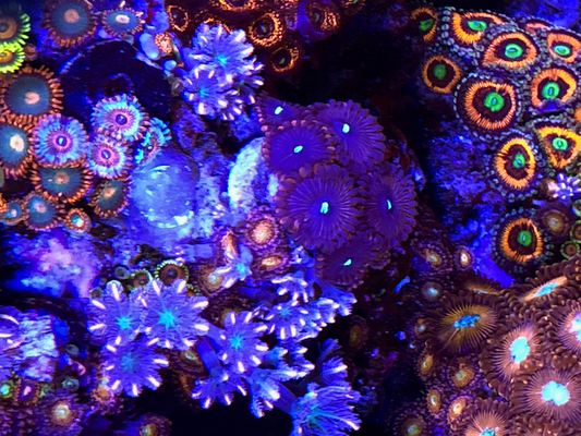 Old School Red PE People Eater Palythoa Zoanthid Coral Reef - Reef Gardener