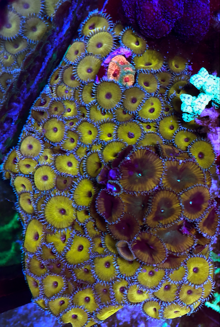 Nuclear Green Palythoa Zoanthids Big Coral Reef Beginner Softy - Reef Gardener