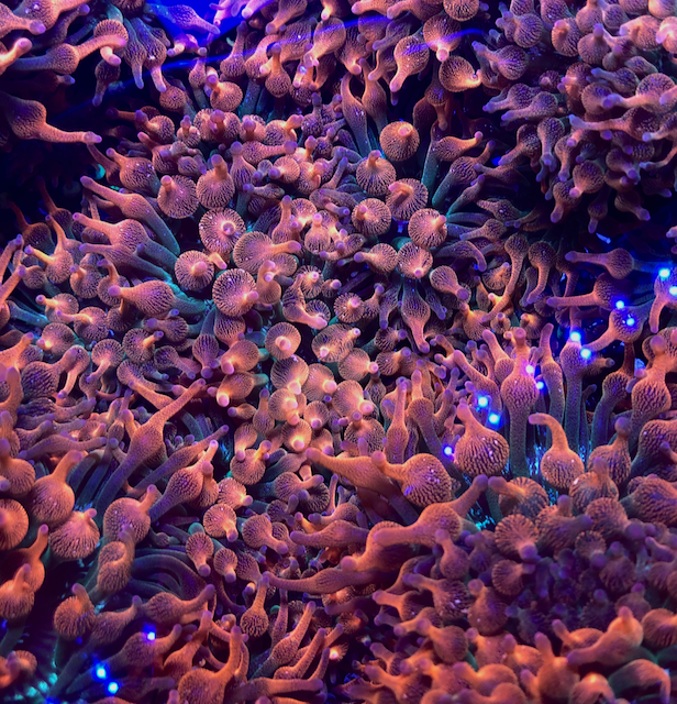 Rose Red Green Bubbletip Anemone BTA Coral Reef Aquarium - Reef Gardener