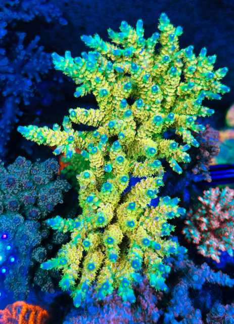 Mike Biggar Walt Disney Rainbow Gold Acropora SPS Coral Reef Aquarium 2 - Reef Gardener