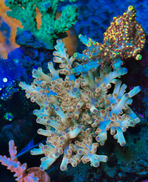 Stephen's Golden Delight Acropora loripes SPS Coral Reef Aquarium 2 - Reef Gardener