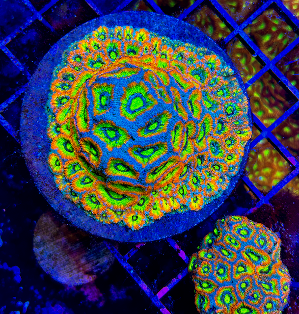 Holy Grail Micromussa Acan Reef Saltwater Aquarium LPS WYSIWYG 3 - Reef Gardener