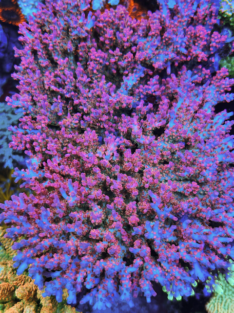Pink Vivid's Confetti Acropora Coral Reef Saltwater Aquarium SPS - Reef Gardener