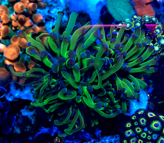 Green Violet Tips Hammer Euphyllia