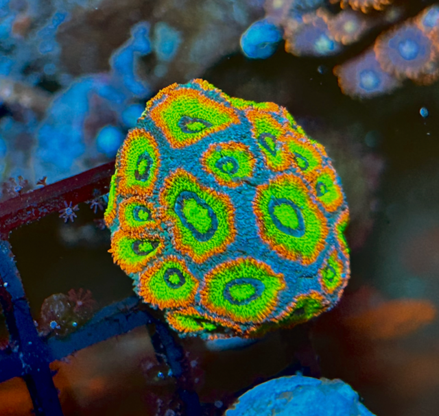 Holy Grail Micromussa Acan Reef Saltwater Aquarium LPS WYSIWYG - Reef Gardener
