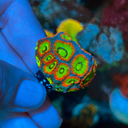 Holy Grail Micromussa Acan Reef Saltwater Aquarium LPS WYSIWYG - Reef Gardener