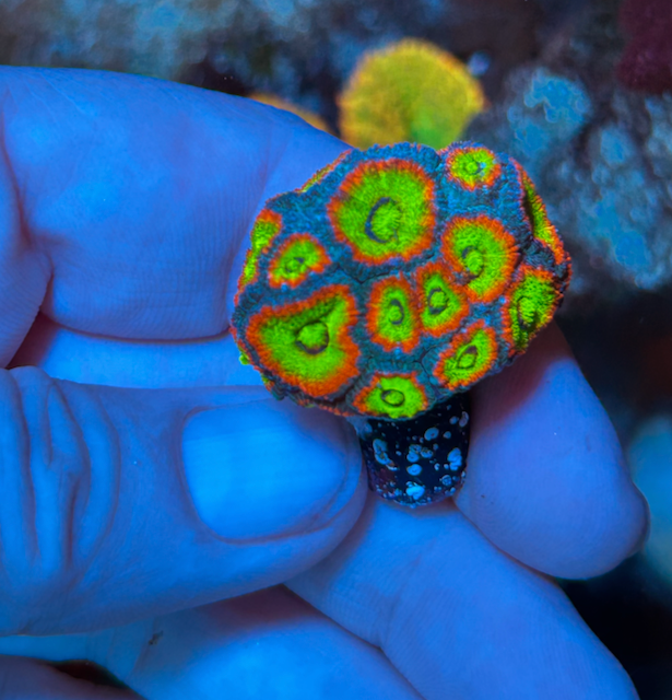 Holy Grail Micromussa Acan Reef Saltwater Aquarium LPS WYSIWYG - Reef Gardener
