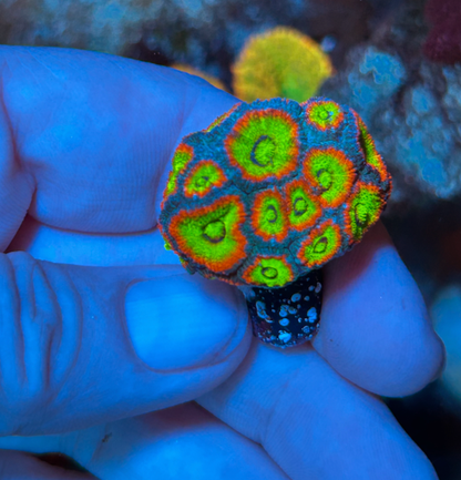 Holy Grail Micromussa Acan Reef Saltwater Aquarium LPS WYSIWYG - Reef Gardener