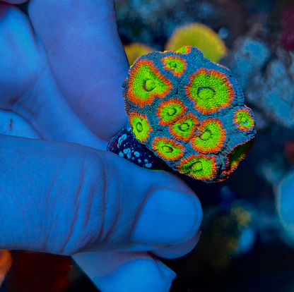 Holy Grail Micromussa Acan Reef Saltwater Aquarium LPS WYSIWYG - Reef Gardener