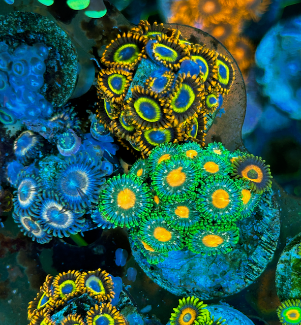 Green Bay Packer and Cherry Bomb Zoanthids Reef Aquarium
