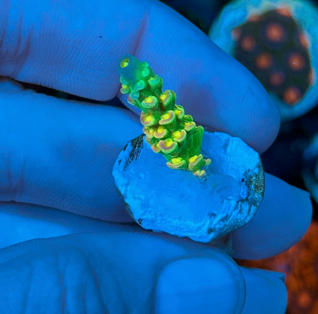 Mike Biggar Walt Disney Rainbow Gold Acropora SPS Coral Reef Aquarium 2 - Reef Gardener
