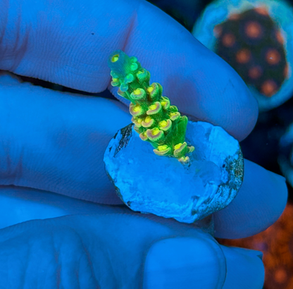 Mike Biggar Walt Disney Rainbow Gold Acropora SPS Coral Reef Aquarium 2 - Reef Gardener