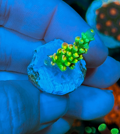 Mike Biggar Walt Disney Rainbow Gold Acropora SPS Coral Reef Aquarium 2 - Reef Gardener