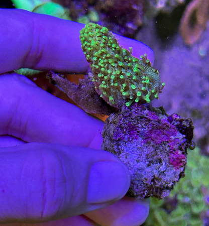 Aussie Green Polyp Leather Coral