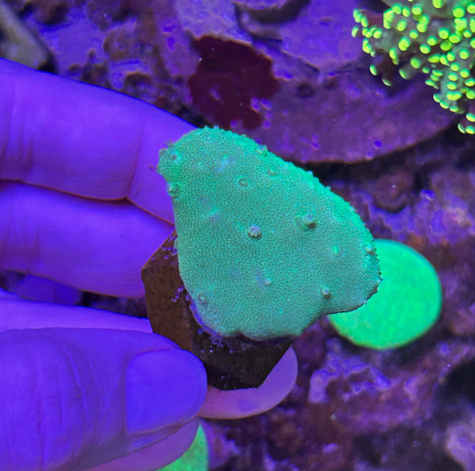 Green Stardust Leather Coral Reef Saltwater Aquarium Fish Tank 3 - Reef Gardener