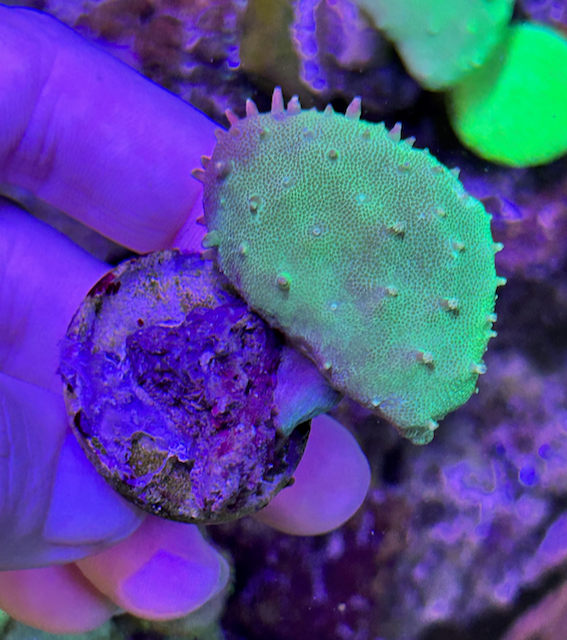 Green Stardust Leather Coral Reef Saltwater Aquarium Fish Tank 2 - Reef Gardener