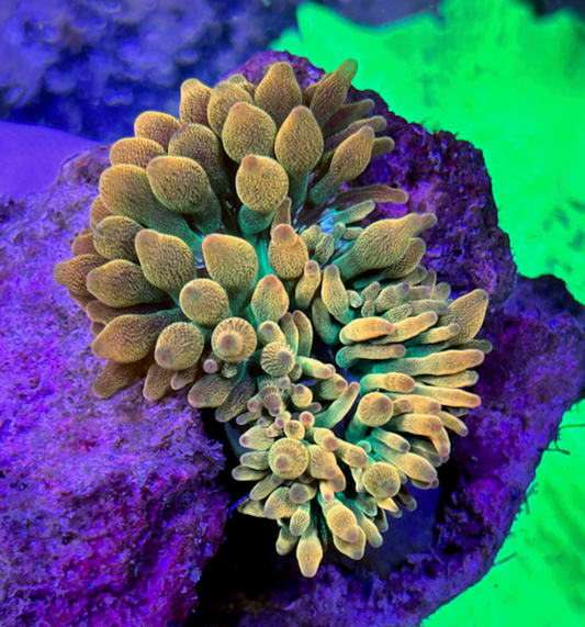 Sunburst Orange Bubble Tip Anemone Clownfish Coral Reef Aquarium - Reef Gardener