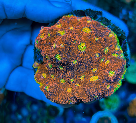 WWC Kingpin Chalice Echinophyllia Reef Aquarium - Reef Gardener
