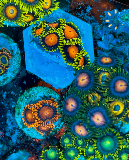 Fiji Dragon Eye Yellow Brick Road Zoanthids Coral Reef Aquarium - Reef Gardener