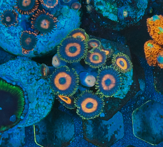 Hot Cherry Bomb Zoanthids Zoa Coral Reef Saltwater Aquarium 2 - Reef Gardener