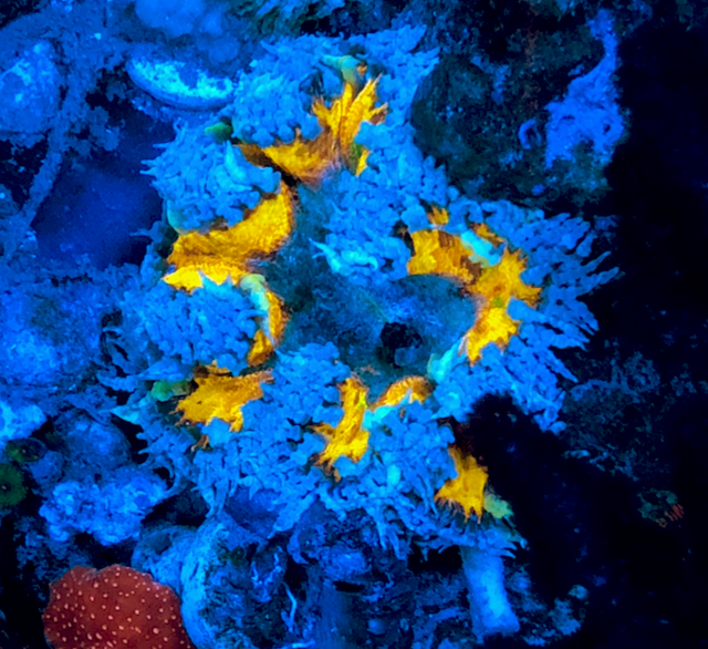Midas Tye Dye Rainbow Flower Anemone Reef Aquarium