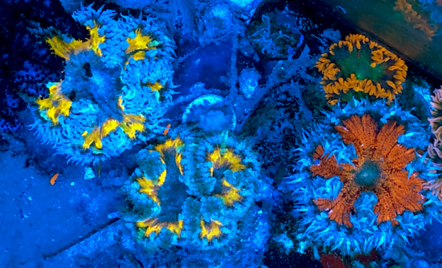 Midas Tye Dye Rainbow Flower Anemone Reef Aquarium