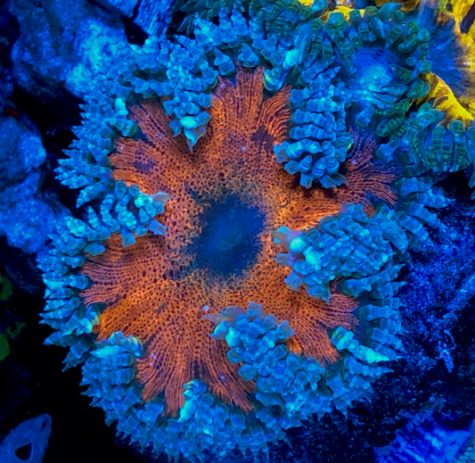 Volcanic Red Flower Anemone Coral Reef Aquarium - Reef Gardener