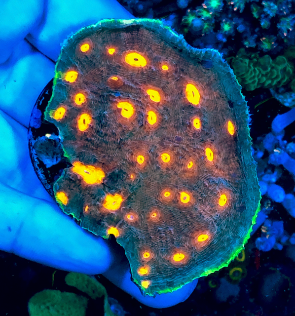 Jason Fox My Miami Chalice Coral LPS Colony