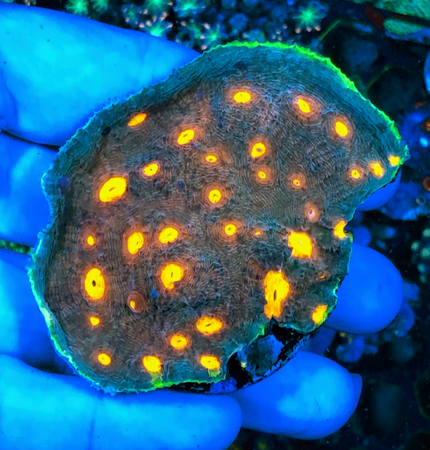 Jason Fox My Miami Chalice Coral LPS Colony