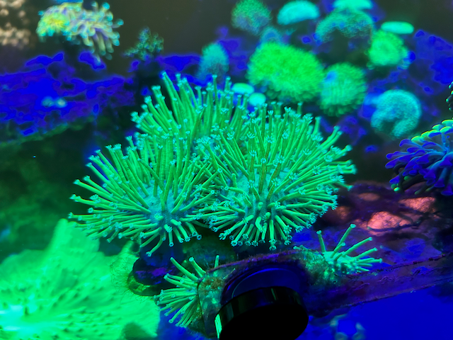 Japanese Neon Green Weeping Willow Leather Coral Reef Aquarium - Reef Gardener