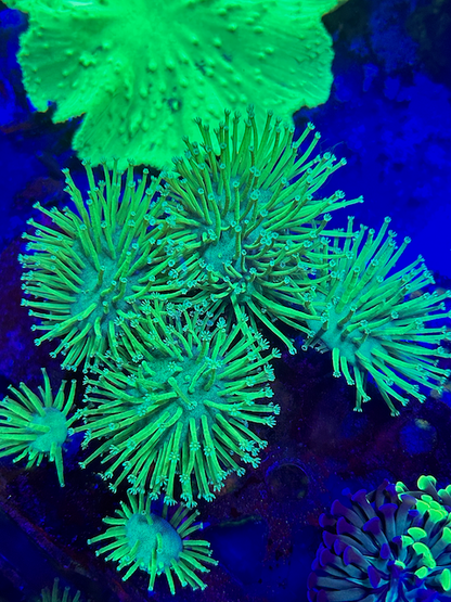 Japanese Neon Green Weeping Willow Leather Coral Reef Aquarium - Reef Gardener
