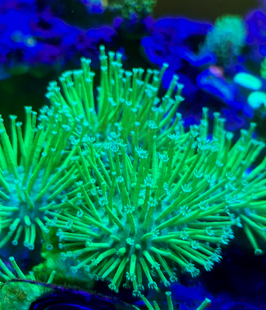 Japanese Neon Green Weeping Willow Leather Coral Reef Aquarium - Reef Gardener