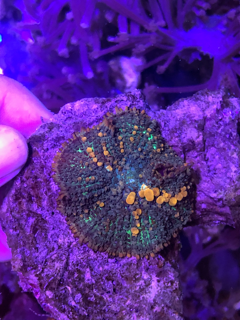 Sunkist Bounce Mushrooms Reef Aquarium