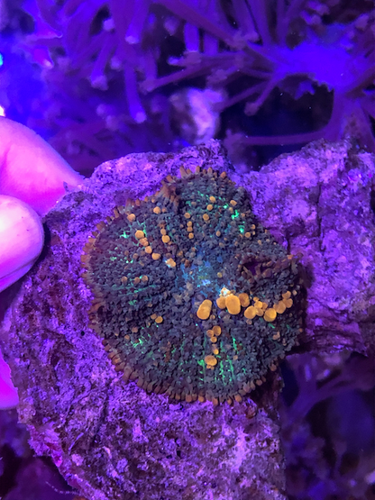 Sunkist Bounce Mushrooms Reef Aquarium
