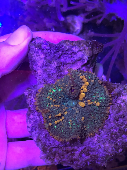 Sunkist Bounce Mushrooms Reef Aquarium