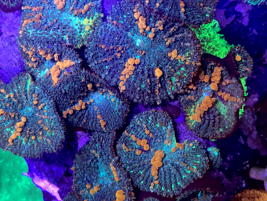 Sunkist Bounce Mushrooms Reef Aquarium