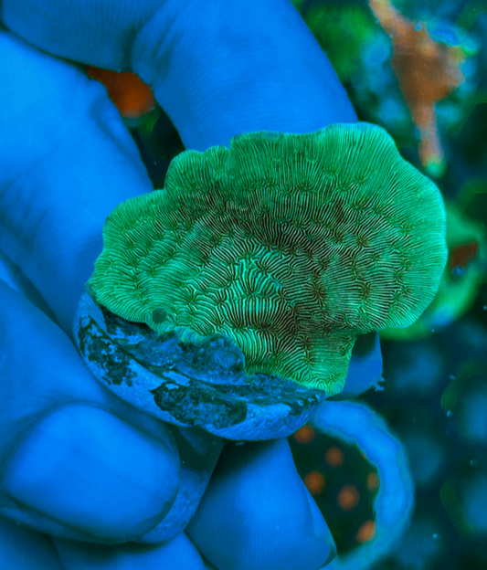 Alien Green Pavona Cactus Coral