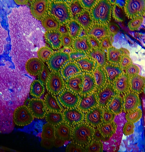 Grand Master Krak GMK Palythoa Zoanthid Coral Reef