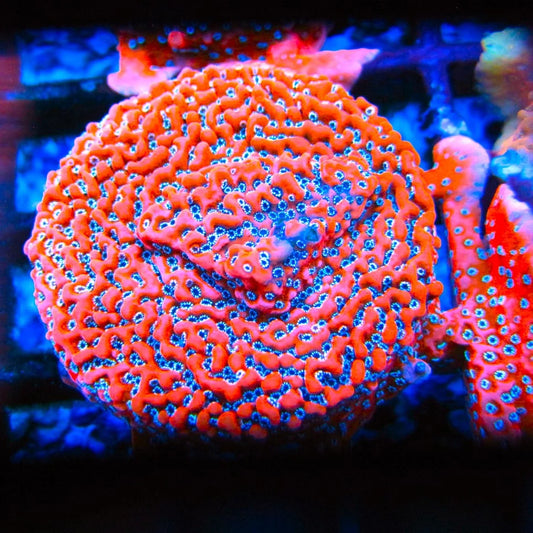 Megatron Montipora SPS Acropora Coral Reef Aquarium