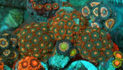 Gatorade Orange Zoanthids Zoas Coral Reef