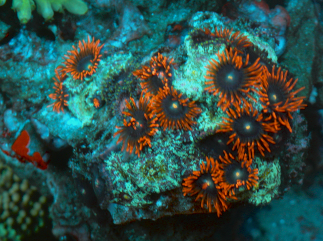Flaming Punk Rocker Zoanthids Coral Reef Zoas